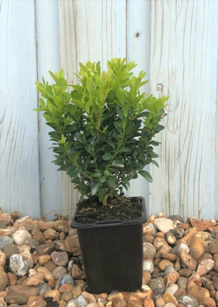 Buy Common Box Hedge Plants (buxus Sempervirens) 