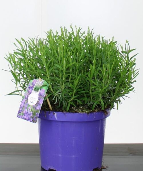 Buy Lavender Munstead Hedge Plants | Lavender Munstead Hedging | Hopes ...