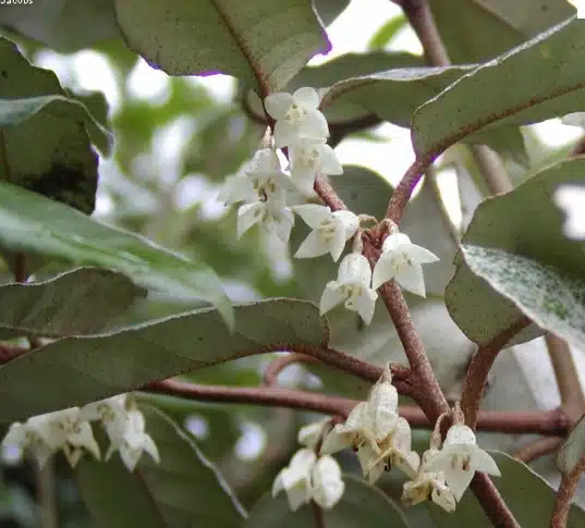 ELAEAGNUS EBBINGEI HEDGING PLANTS SHOWING WHITE FLOWERS