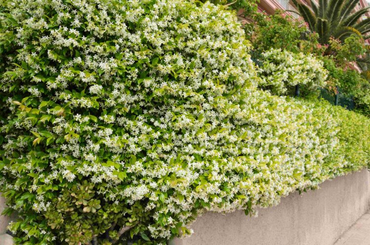 MATURE HEDGE OF STAR JASMINE WITH MANY WHITE FLOWERS
