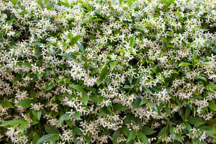 WHITE FLOWERS COVERING A HEDGE OF STAR JASMINE