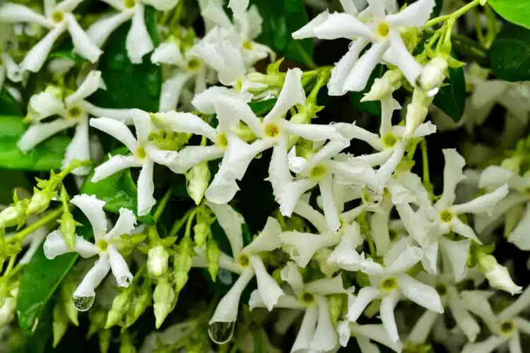 STAR JASMINE FLOWER DETAIL TRACHELOSPERMUM JASMINOIDES