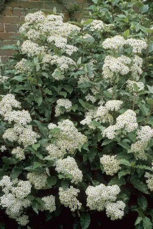 OLEARIA MACRODONTA SHRUB WITH MANY WHITE FLOWERS