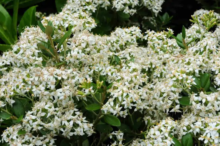 OLEARIA HAASTI FLOWER DETAIL