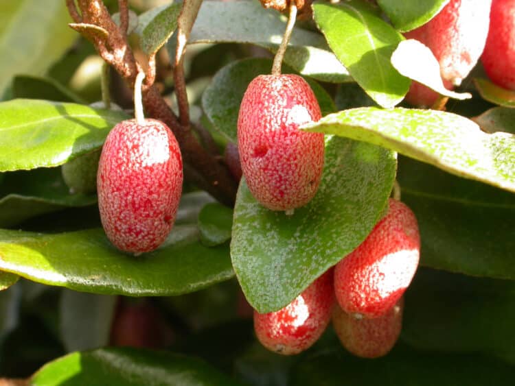 RED FRIOUS GROWING ON A HEDGE OF ELAEAGNUS EBBINGEI