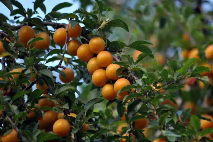 MATURE PRUNUS CERASIFERA CHERRY PLUM HEDGE WITH YELLOW FRUITS