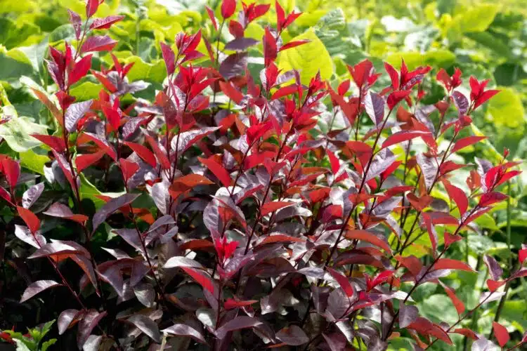 PRUNUS X CISTENA PURPLE RED SUMMER FOLIAGE PURPLE LEAF SAND CHERRY