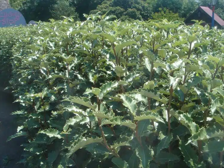 OLEARIA MACRODONTA GROWN AS A HEDGE