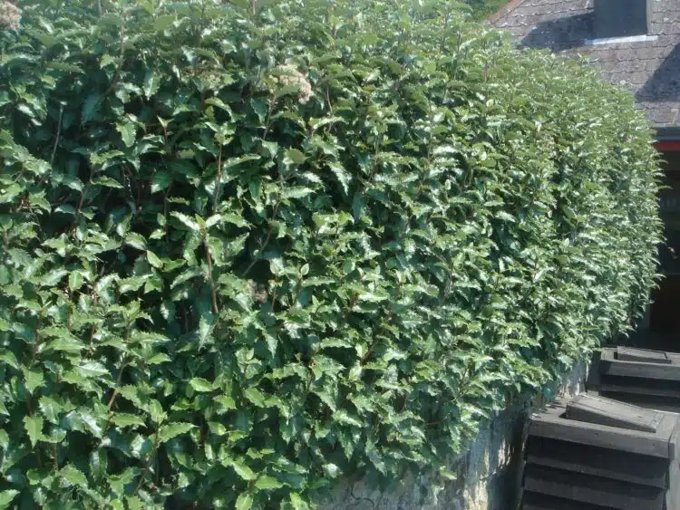 MATURE OLEARIA MACRODONTA HEDGE