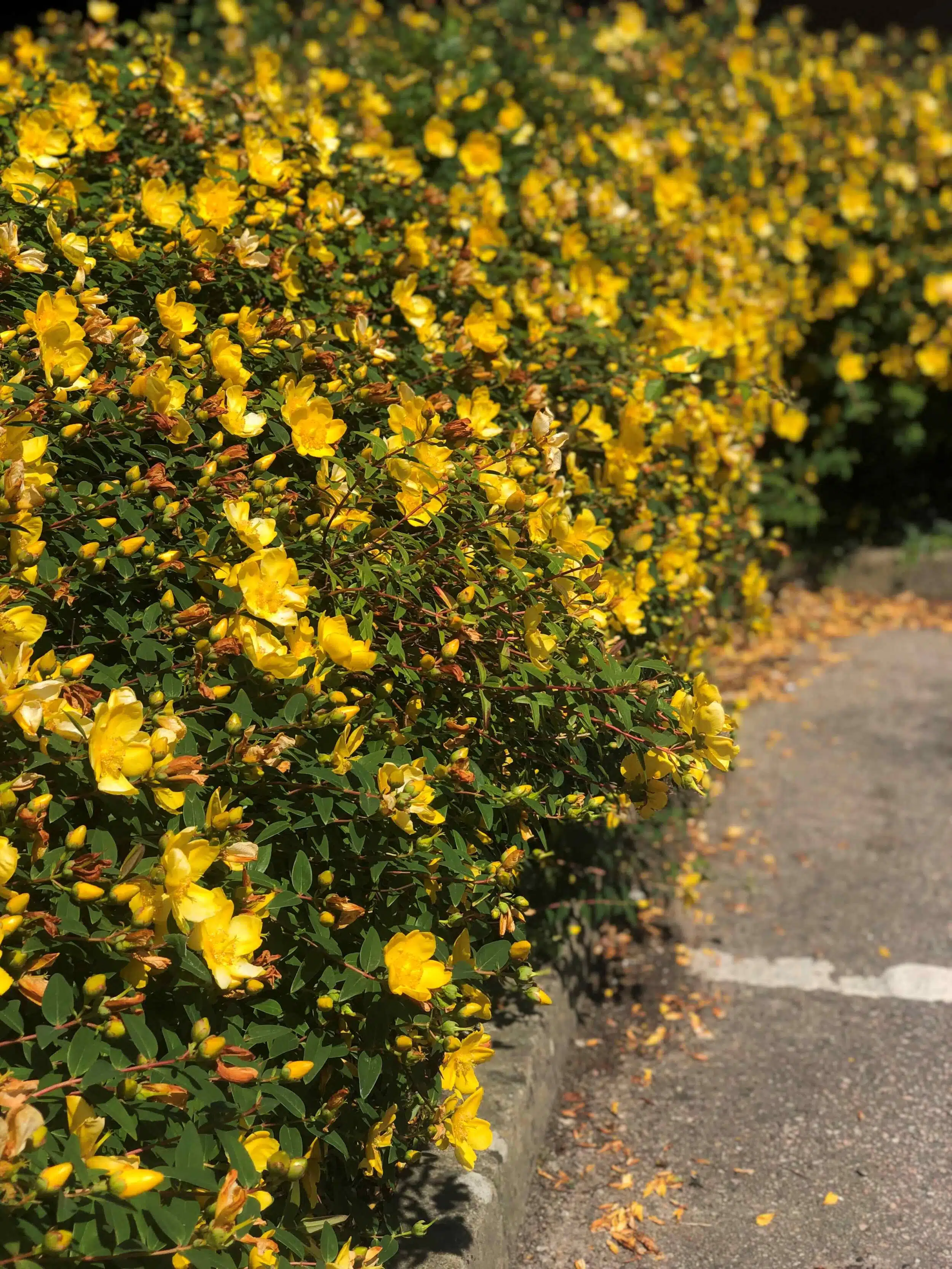 CLOSE UP FLOWERS ON HYPERICUM HIDCOTE HEDGE