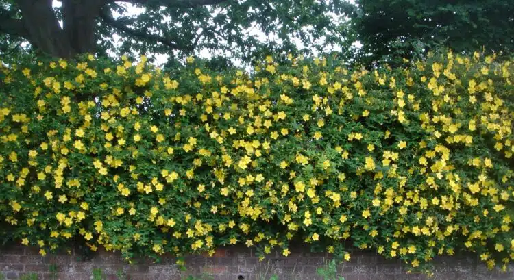 MANY YELLOW FLOWERS ON HEDGE OF HYPERICUM HIDCOTE