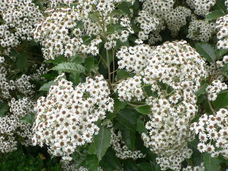 OLEARIA MACRODONTA FLOWER DETAIL