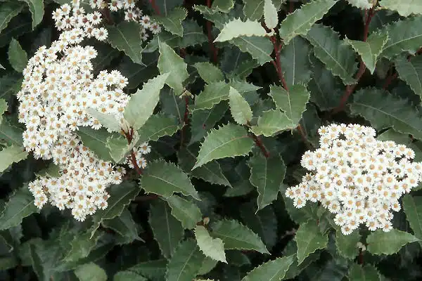 OLEARIA MACRODONTA HEDGE WITH WHITE FLOWERS