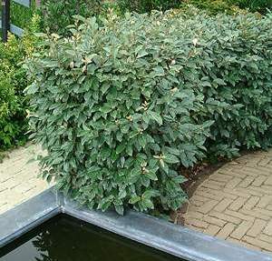 SMALL ELAEAGNUS EBBINGEI HEDGE NEXT TO A WATER FEATURE