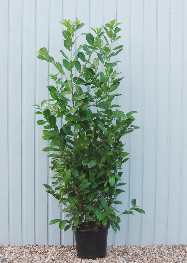 Cherry Laurel Hedging For Sale | Common Laurel Hedging | Hopes Grove ...