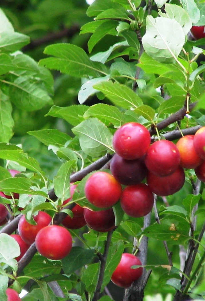 CHERRY PLUMS ON THE BRANCH OF A HEDGE