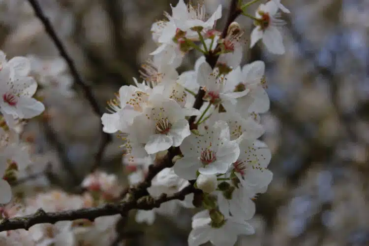 FLOWER DETAIL OF THE CHERRY PLUM HEDGE PRUNUS CERASIFERA