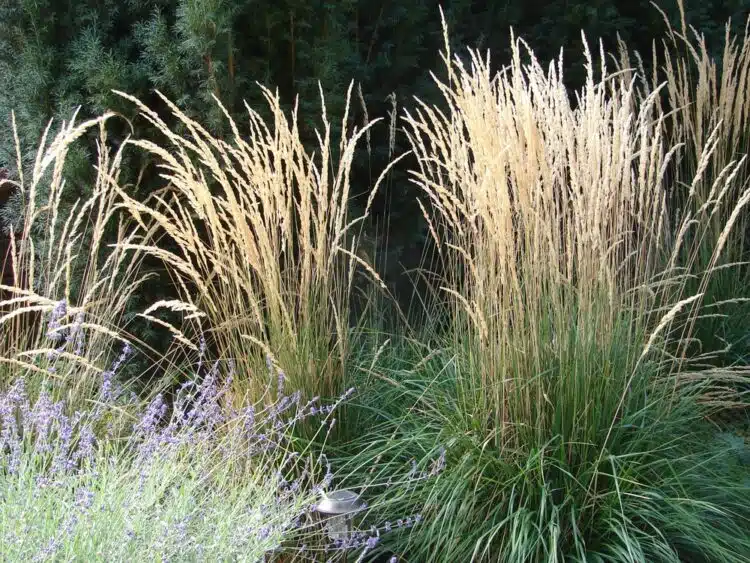 CALAMAGROSTIS ACUTIFLORS KARL FOERSTER