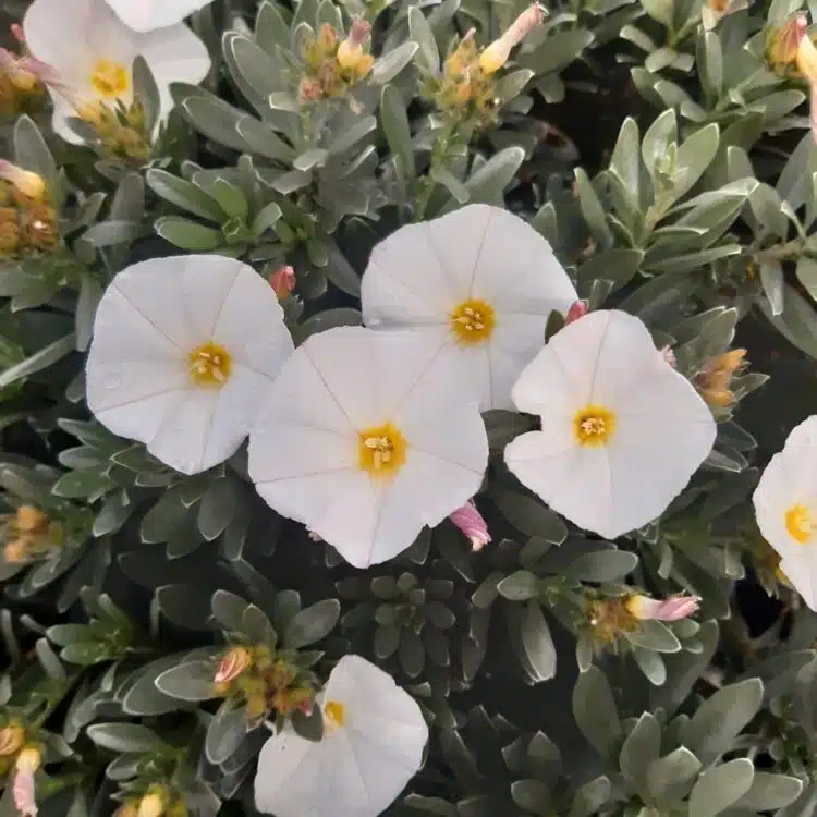 CONVOLVULUS CNEORUM FLOWER DETAIL