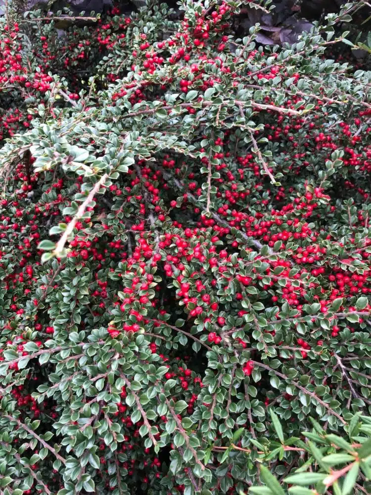 COTONEASTER HORIZONTALIS SHRUB WITH BRIGHT RED BERRIES