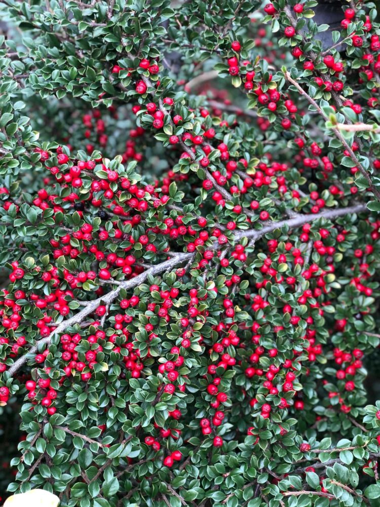 DETAIL OF COTONEASTER HORIZONTALIS BRANCH WITH MANY BERRIES