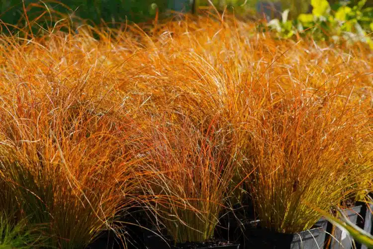 RICH COLOUR OF CAREX TESTACEA PRARIE FIRE