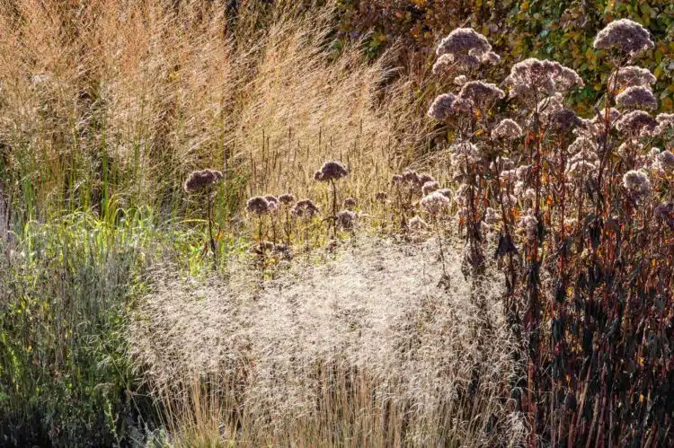 ORNAMENTAL WINTER STEMS OF DESCHAMPSIA CESPITOSA GOLDTAU