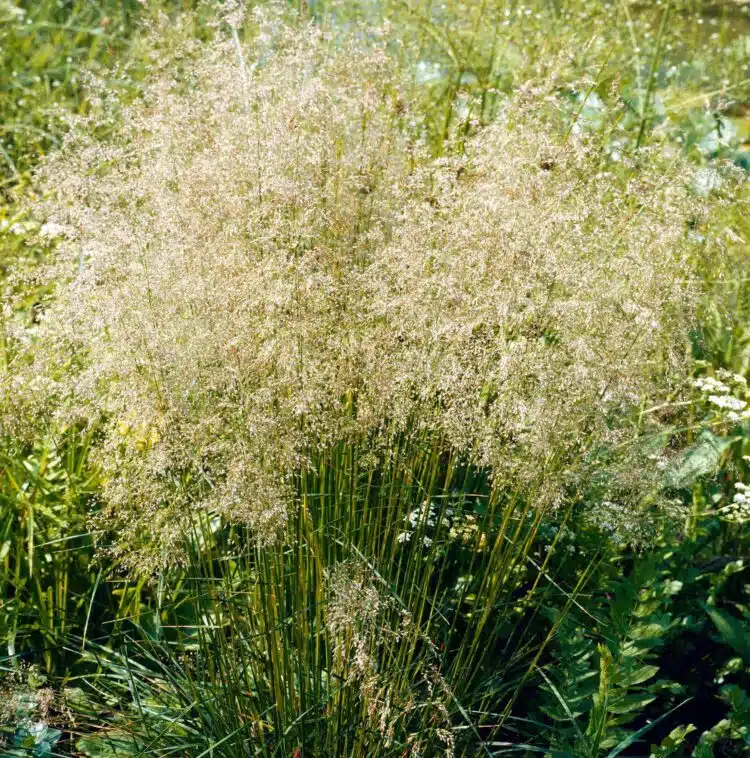 DESCHAMPSIA CESPITOSA GOLDTAU IN FLOWER