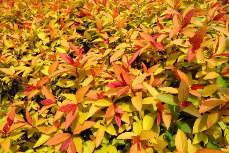 FOLIAGE DETAIL SPIRAEA JAPONICA GOLDFLAME