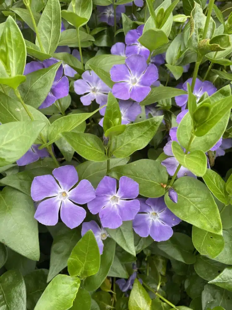 VINCA MAJOR PLANT IN FLOWER