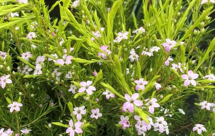 DIOSMA ERICOIDES SUNSET GOLD FLOWER DETAIL