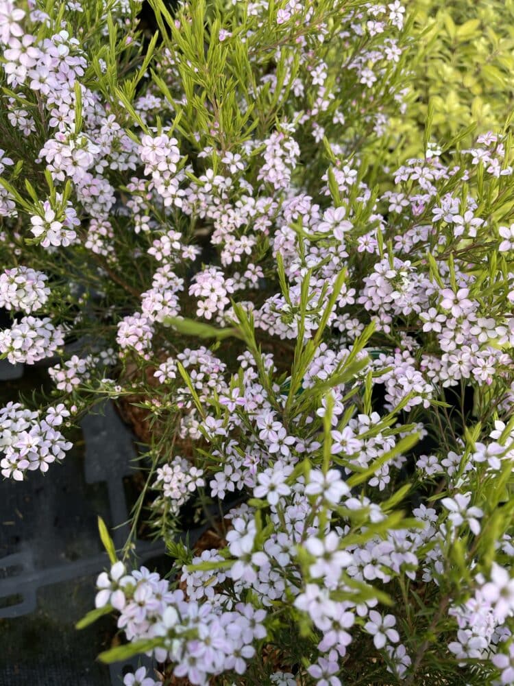 DIOSMA ERICOIDES SUNSET GOLD YOUNG PLANTS ON THE NURSERY