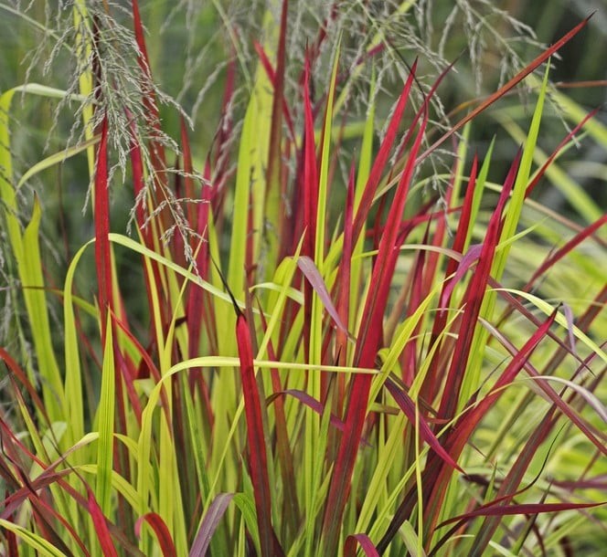 IMPERATA CYLINDRICA RED BARON FOLIAGE DETAIL