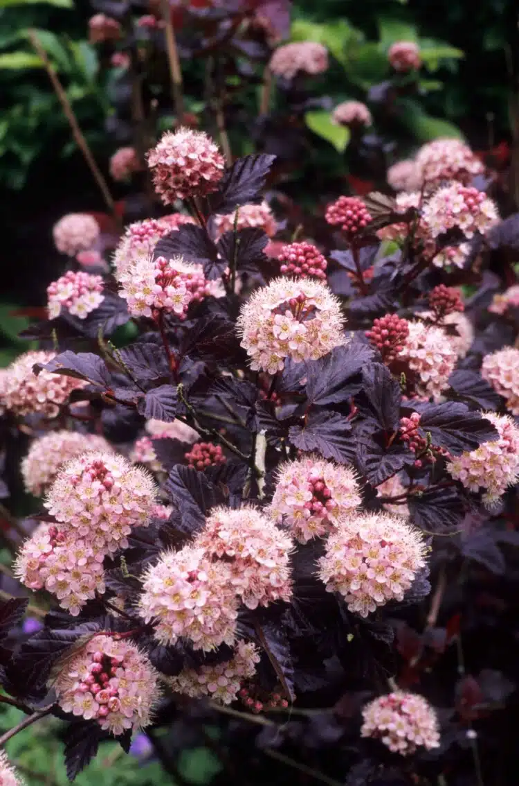 FLOWERS AND FOLIAGE OF PHYSOCARPUS OPULIFOLIUS LADY IN RED