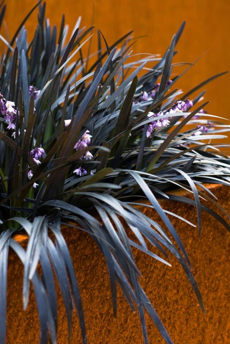OPHIOPOGON PLANISCAPUS BLACK DROGON GROWING IN A CORTON STEEL CONTAINER