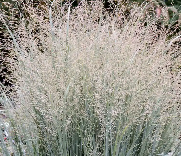 PANICUM VIRGATUM HEAVY METAL FLOWER DETAIL