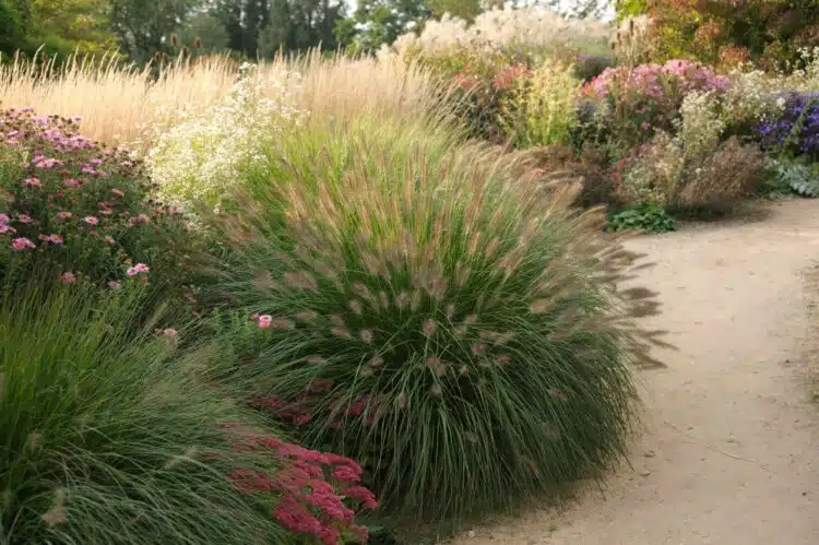 MATURE FLOWERING SPECIMEN OF PENNISETUM ALOPECUROIDES HAMELN GRASS