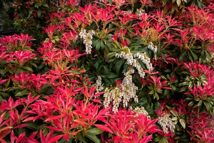 BRIGHT RED YOUNG FOLIAGE AND WHITE FLOWERS OF PIERIS FOREST FLAME