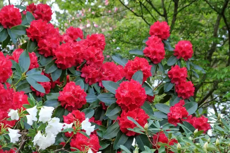 RHODODENDRON MARKEETAS PRIZE IN FLOWER