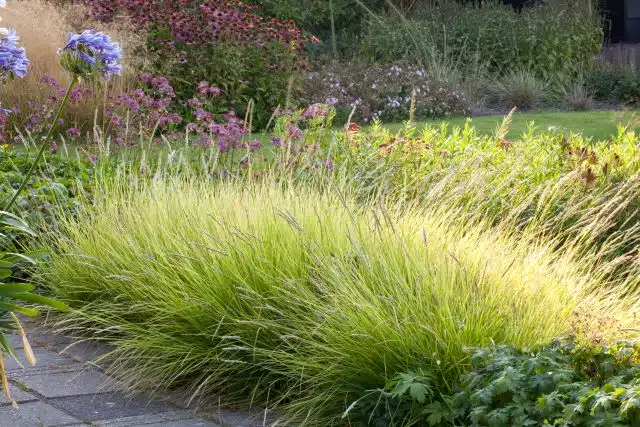 DRIFT OF SESLERIA AUTUMNALIS PLANTS LINING A GARDEN PATH