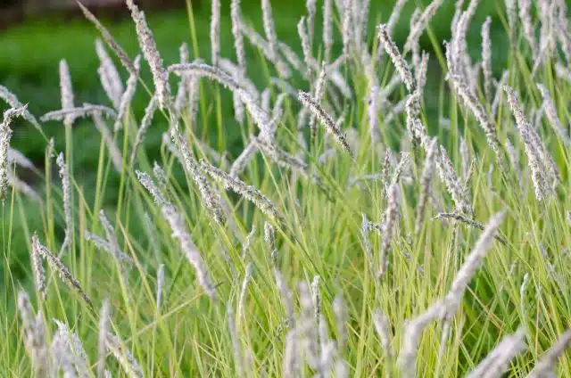 SESLERIA AUTUMNALIS FLOWER DETAIL