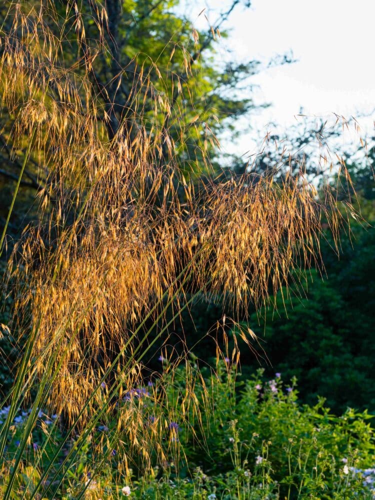 STIPA GIGANTEA FLOWERS BACKLIT BY THE EVENING SUN