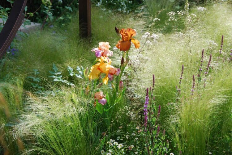 STIPA TENUISSIMA PONY TAILS PLANTED THROUGH A MIXED BORDER