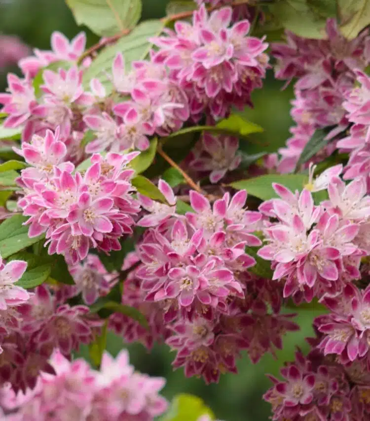 DEUTZIA X HYBRIDA STRAWBERRY FIELDS FLOWER DETAIL