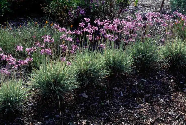 TULBAGHIA VIOLACEA SILVER LACE FLOWERING IN A BORDER