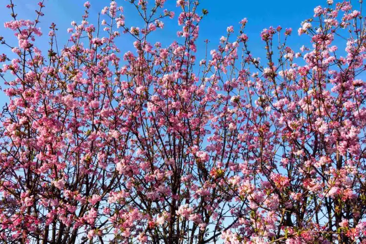 MATURE VIBURNUM BODNANTENSE DAWN SHRUB IN FLOWER