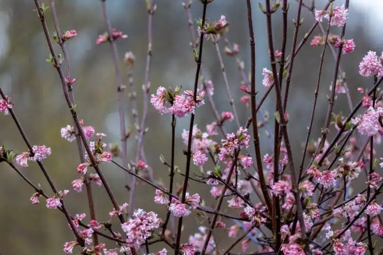 FLOWERING STEMS OF VIBURNUM BODNANTENSE DAWN