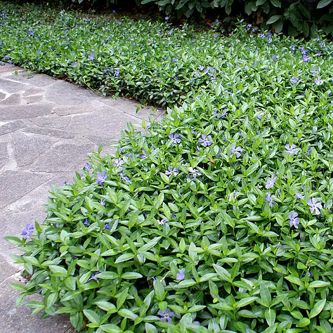 VINCA MINOR BOWLES VARIETY USED AS FLOWERING GROUND COVER