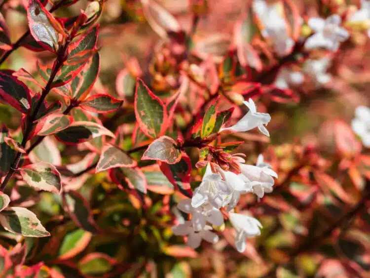 ABELIA X GRANDIFLORA KALEIDOSCOPE SHOWING FLOWERS AND AUTUMN FOLIAGE COLOUR