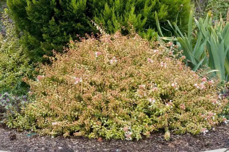 MATURE ABELIA X GRANDIFLORA KALEIDOSCOPE SHRUB